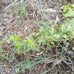 Helianthemum ledifolium Leaf