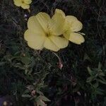 Oenothera glaziovianaÇiçek