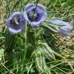 Campanula alpina 花