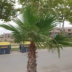 Washingtonia robustaЛисток