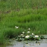 Nymphaea lotus 花