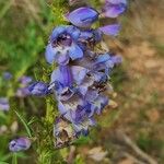 Penstemon speciosus Virág