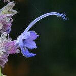 Trichostema lanatum Flor