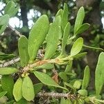 Pyrostria phyllanthoidea Leaf