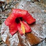 Hibiscus elatus Çiçek