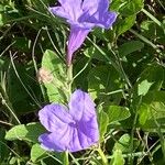 Ruellia ciliatifloraŽiedas