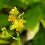 Hypericum tetrapterum Çiçek