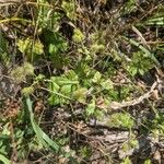 Sanicula canadensis Fruit