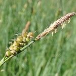 Carex panicea Плод