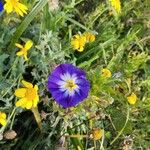 Convolvulus tricolor Flower