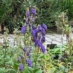 Aconitum variegatumফুল