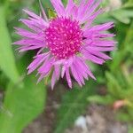 Centaurea jacea花