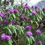 Rhododendron niveum Hábitos