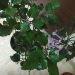 Plectranthus zuluensisᱵᱟᱦᱟ