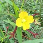 Ludwigia octovalvis Flower