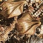 Edithcolea grandis Other