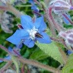 Borago officinalisFlower