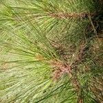 Pinus canariensis Лист