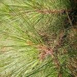 Pinus canariensis Листок