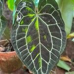 Anthurium crystallinum List