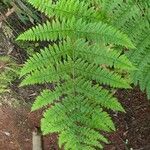Dryopteris intermedia Hoja