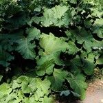 Arctium tomentosum पत्ता