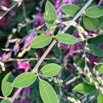 Lespedeza thunbergii Yaprak