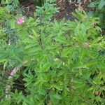 Calliandra selloi List