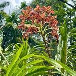 Grammatophyllum speciosum Flower