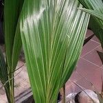 Cocos nucifera برگ