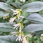 Pachysandra axillaris Blüte