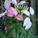 Cleome spinosa Flower