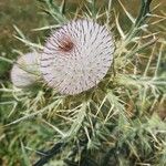 Cirsium eriophorumFlor