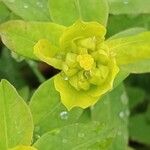 Euphorbia epithymoides 花
