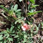 Indigofera volkensii Costuma