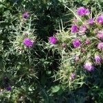 Carduus cephalanthus Flors