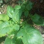Solanum tuberosum Лист
