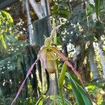 Phragmipedium longifolium Flower