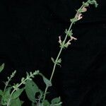 Salvia nubicola Yeri