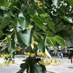 Tilia americanaFlower