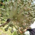 Allium polyanthum ফুল