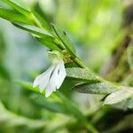 Afropectinariella gabonensis Flower