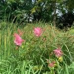 Filipendula rubra Fiore