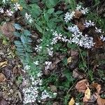 Symphyotrichum cordifolium Листок