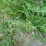 Agropyron cristatum Flower