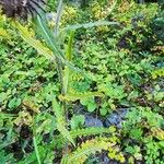 Cirsium edule Fulla