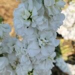 Matthiola incana പുഷ്പം