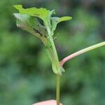 Persicaria nepalensis Φύλλο