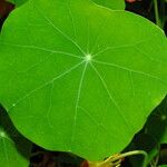 Tropaeolum majus পাতা