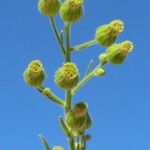 Dittrichia graveolens Flower